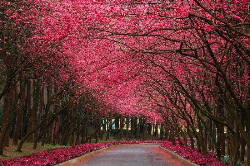 Roaming "Happy Cherry Blossom Pink World" - 2019 Taiwan Sakura 5!  -2