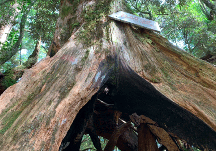 塔曼山-俯身可穿过的树洞