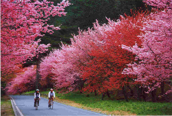 Roaming "Happy Cherry Blossom Pink World" - 2019 Taiwan Sakura 5!  -4
