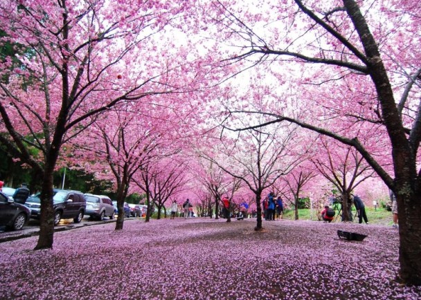 Roaming "Happy Cherry Blossom Pink World" - 2019 Taiwan Sakura 5!  -3