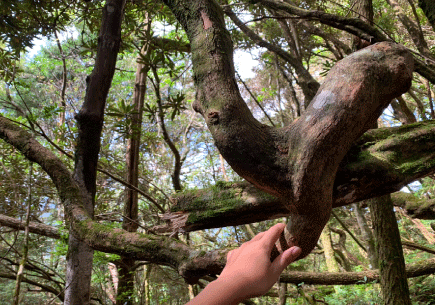 塔曼山-千姿百态的弯曲树根 