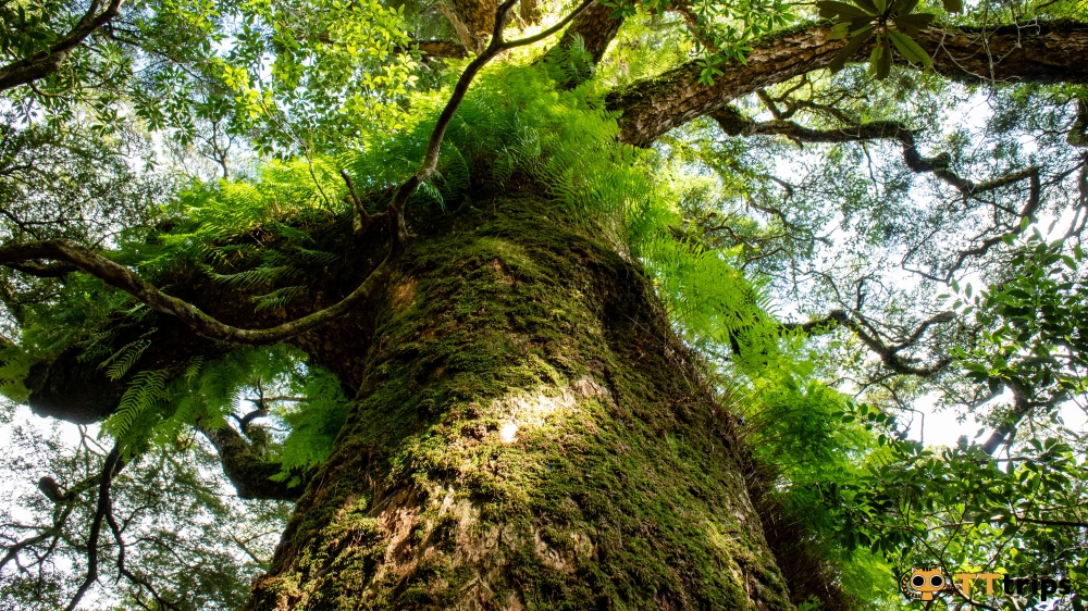 【中阶健行】魔幻森林x塔曼山攻顶一日游