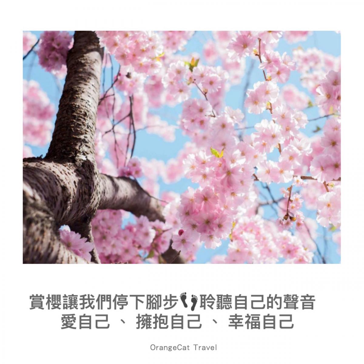 Roaming "Happy Cherry Blossom Pink World" - 2019 Taiwan Sakura 5!  -0