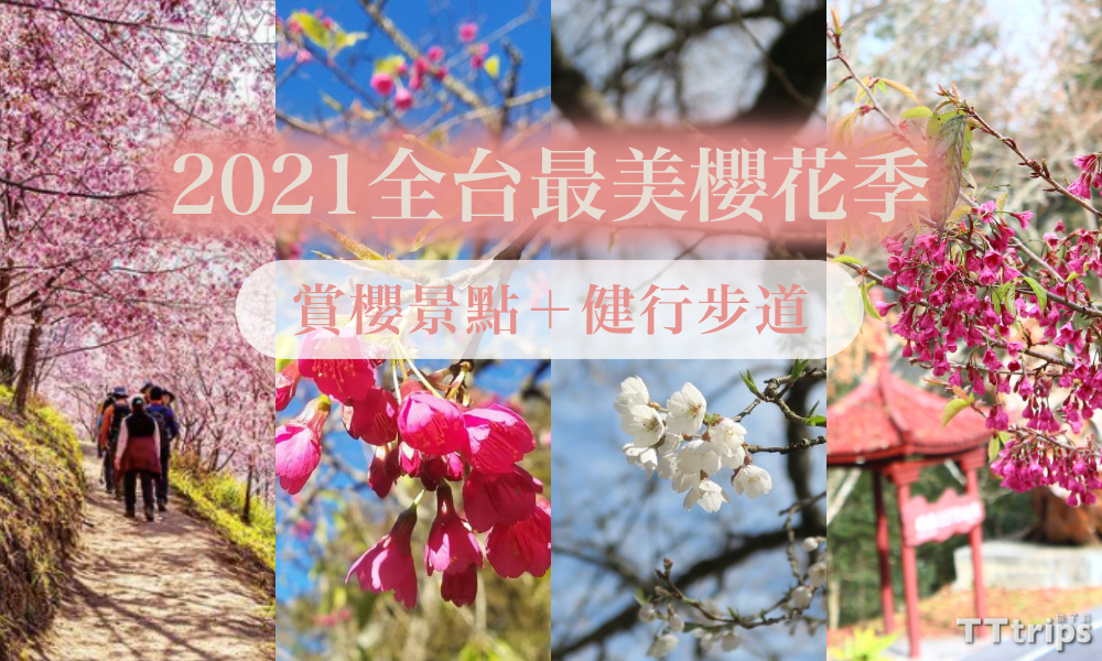 The most beautiful cherry blossom season in Taiwan in 2021｜Go for cherry blossom viewing and hike!