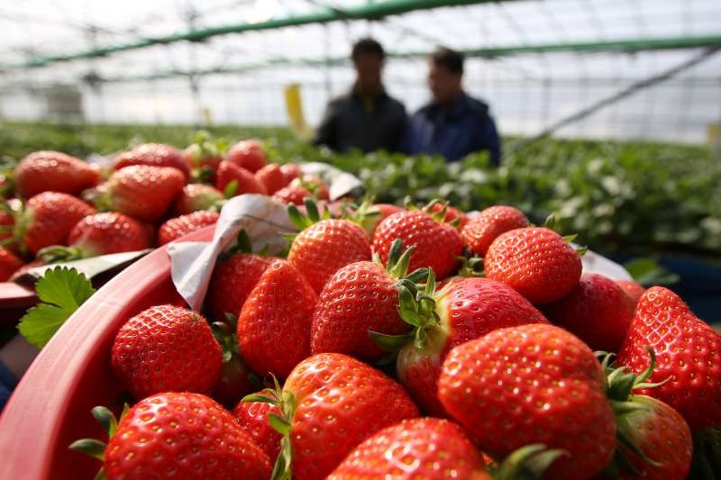 苗栗一日游 大湖草莓