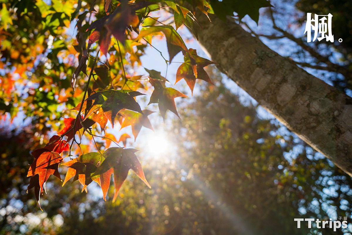 秋天的童话 苗栗马拉邦山赏枫一日游