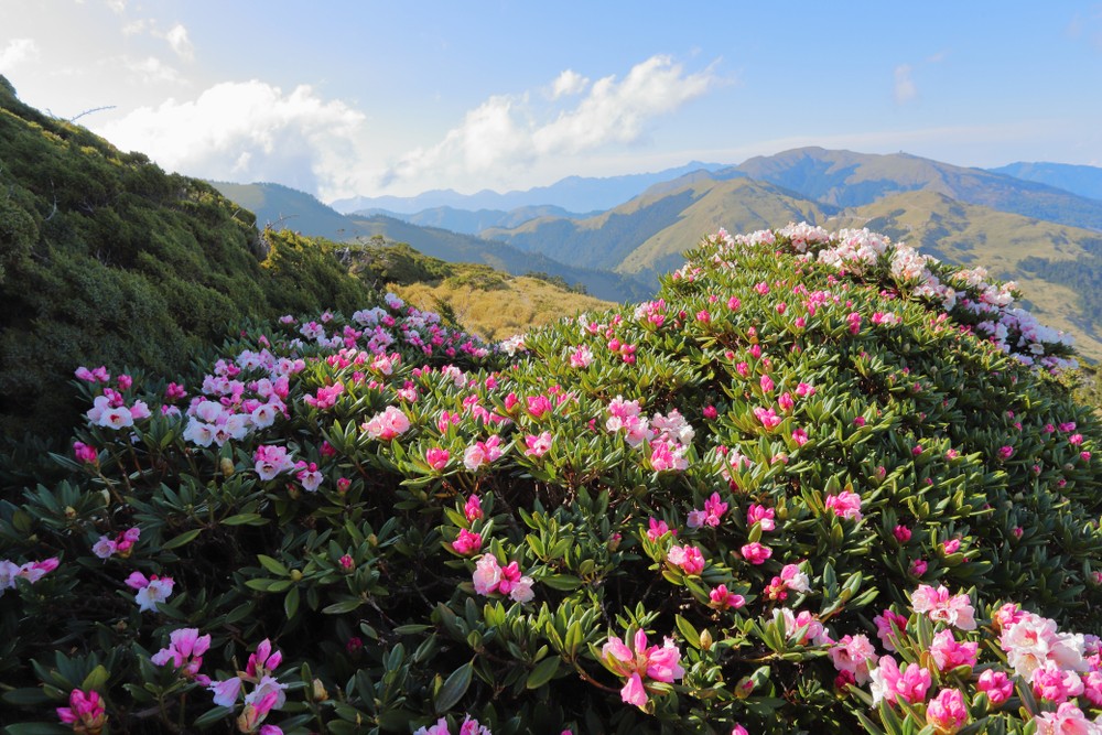 【神的花園】高山杜鵑~合歡北峰日出二日遊