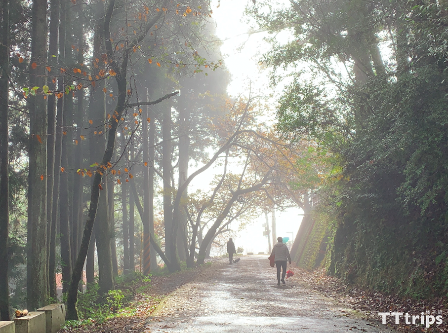 【森林迷霧之美】新竹雪霸國家公園賞櫻二日遊 | 觀霧山莊