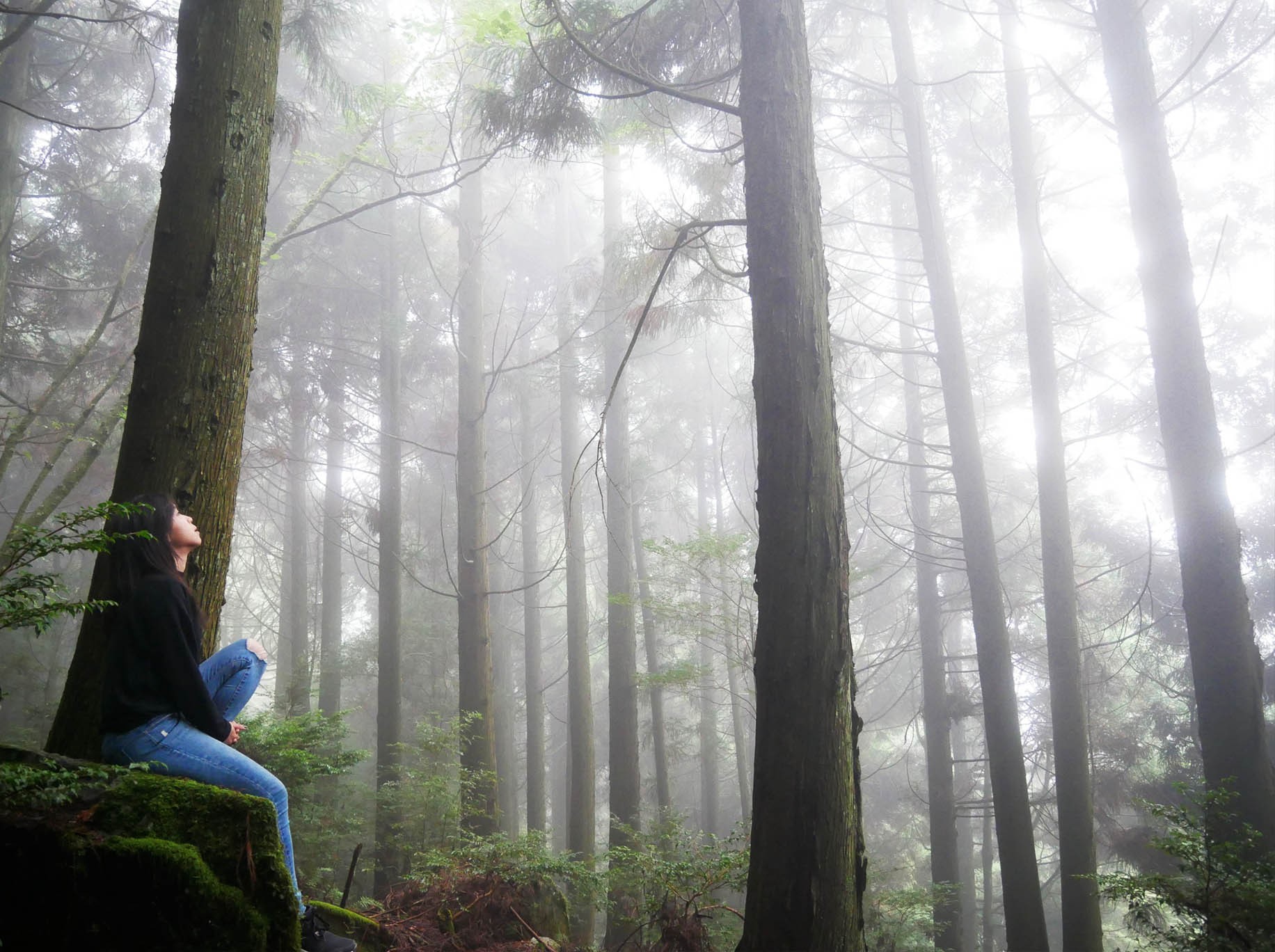 新竹雪霸國家公園健行二日遊 | 找尋迷霧中的櫻花森林