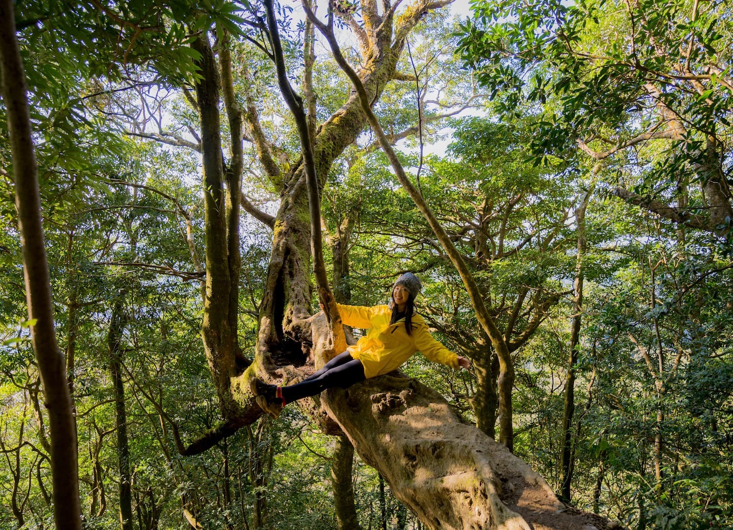 新竹北得拉曼巨木步道一日游 | 童话森林